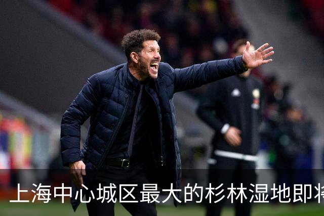 上海中心城区最大的杉林湿地即将进入最佳观赏期，记者实探